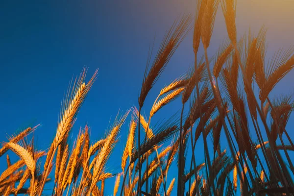 Ripe barley ears in field — Stock Photo, Image