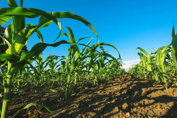 Campo de cultivo de milho agrícola — Fotografia de Stock