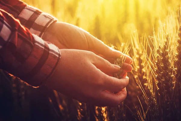 Ricercatore agronomo analizza lo sviluppo delle spighe di grano — Foto Stock