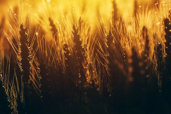 Campo de trigo agrícola cultivado — Fotografia de Stock