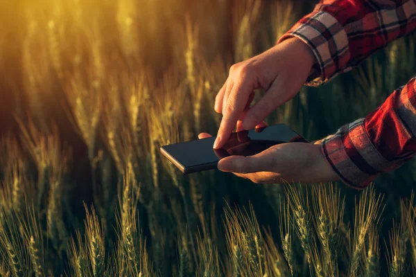 Agronom przy użyciu aplikacji smart phone do analizowania rozwoju upraw — Zdjęcie stockowe