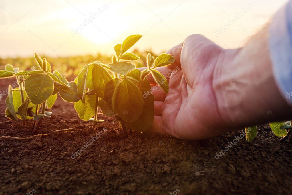 Agronomist checking small soybean plants in cultivated agricultu