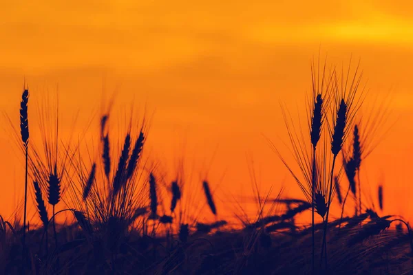 小麦幼穗在夕阳中的剪影 — 图库照片