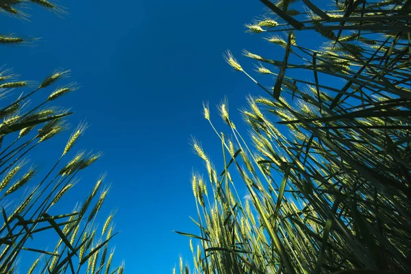 Campo agrícola de culturas de cevada, visão de baixo ângulo — Fotografia de Stock