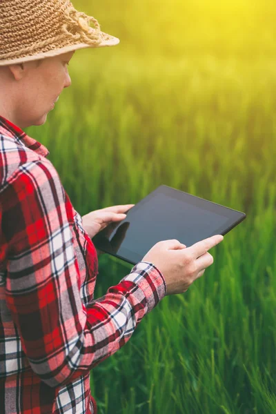 Kadın çiftçi tablet bilgisayar buğday kırpma alanı kullanma — Stok fotoğraf