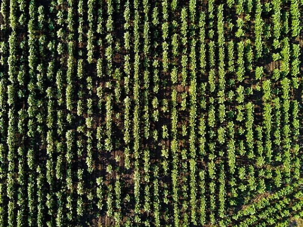 Drone weergave van jonge zonnebloem veld — Stockfoto