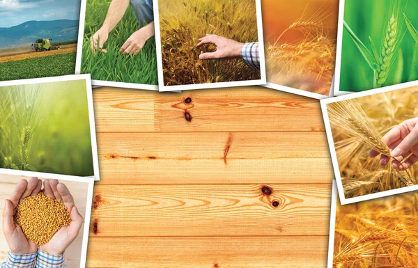 Agricultura de trigo foto collage — Foto de Stock
