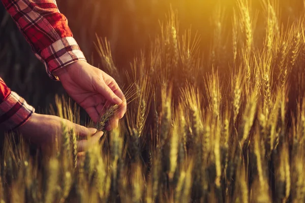 Agronom, zkoumání klásky zralé pšenice plodin — Stock fotografie