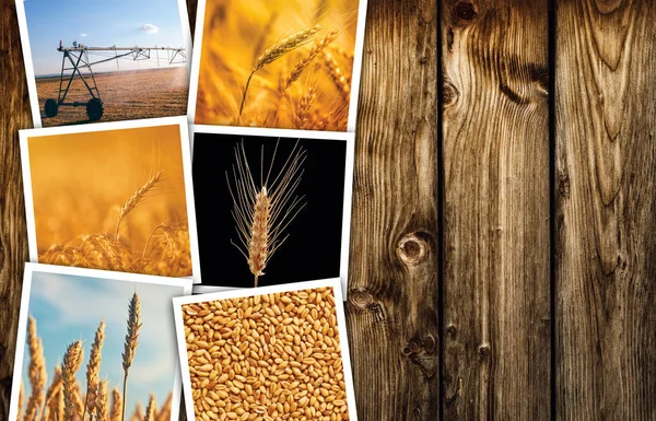 Agricoltura del grano in agricoltura foto collage — Foto Stock