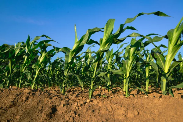 Maïs planten die groeien in gecultiveerde landbouwgebied — Stockfoto