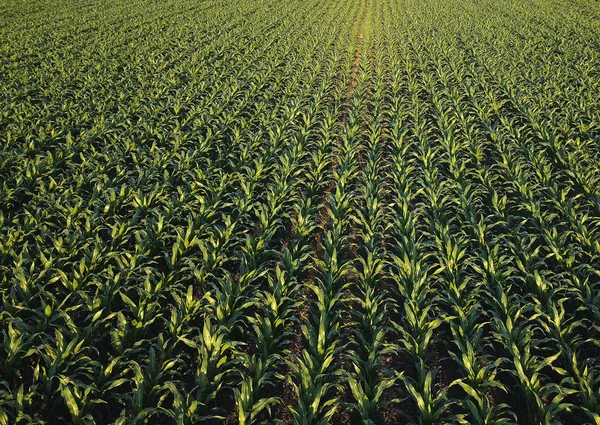 Кукурузное поле с точки зрения дрона — стоковое фото