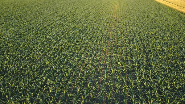 Кукурудзяне поле з точки зору безпілотника — стокове фото