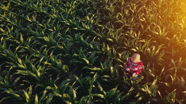 Vue aérienne d'une agricultrice avec tablette dans un champ de maïs — Photo