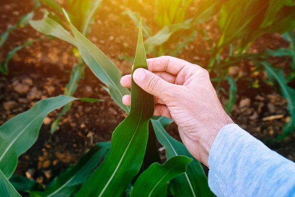 Agronomista zkoumá kukuřičné listy kukuřice — Stock fotografie