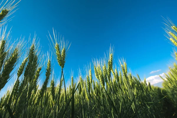ローアングル大麦畑 — ストック写真