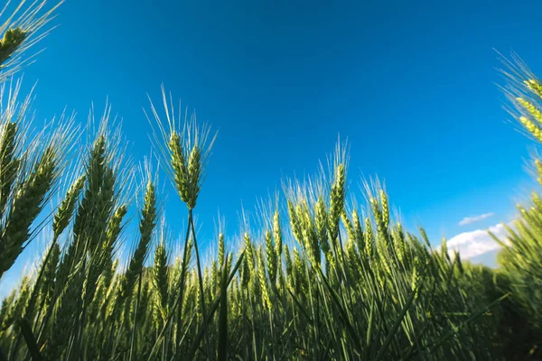 Campo de cultivo de cebada de ángulo bajo —  Fotos de Stock