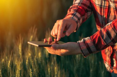 Ürün developm analiz etmek için akıllı telefon mobil app kullanarak Ziraat Mühendisi