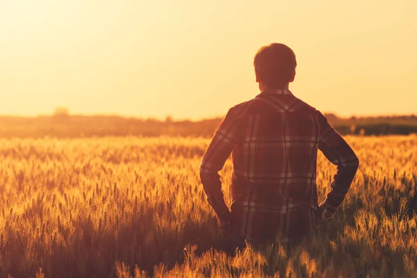熟した麦畑収穫活動を計画しての農家 — ストック写真