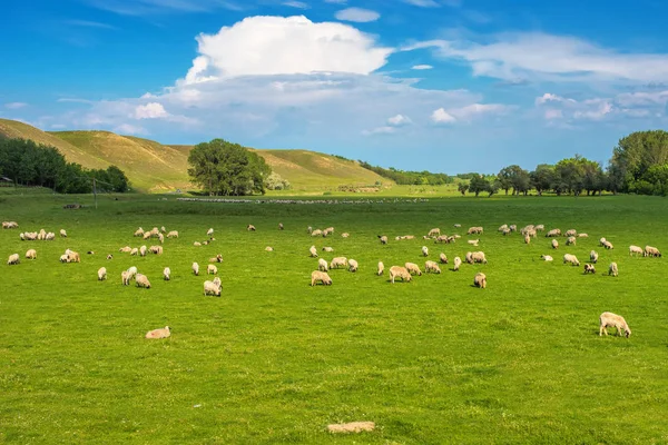 Hjorden av får på bete — Stockfoto