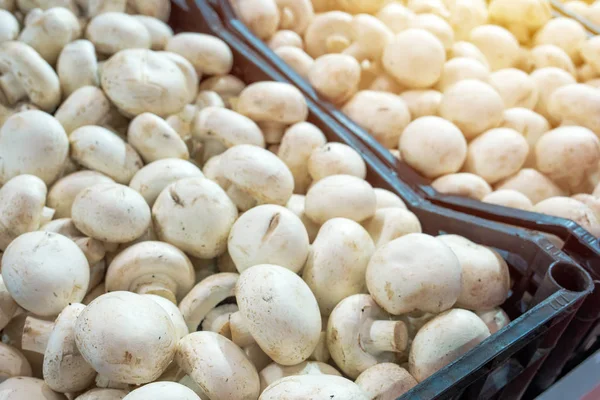 Jamur champignon organik di pasar petani — Stok Foto