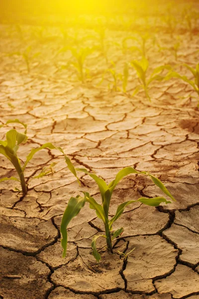 Maïs veld droogte — Stockfoto