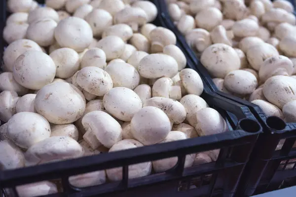 Organic champignon mushroom on farmers market — Stock Photo, Image