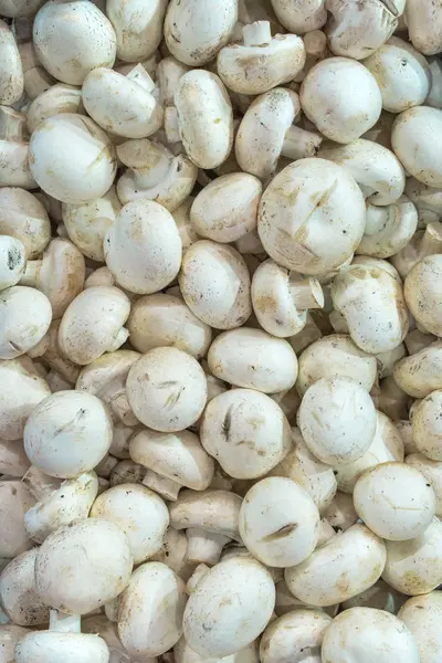Jamur champignon organik di pasar petani — Stok Foto