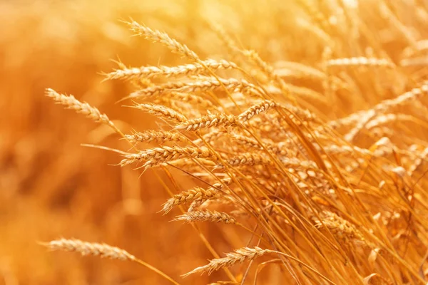Спелый урожай пшеницы в поле — стоковое фото