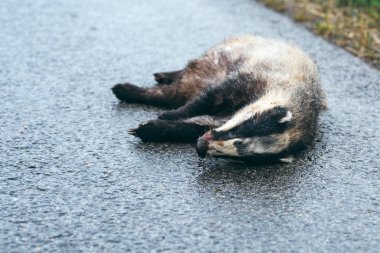 Dead badger on the road clipart