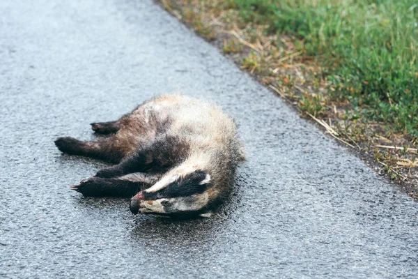 Dead badger on the road — Stock Photo, Image