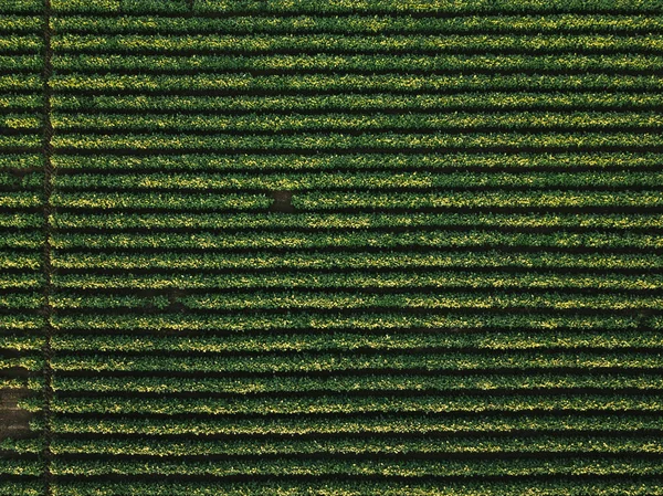 Vista aérea do campo de soja cultivado — Fotografia de Stock