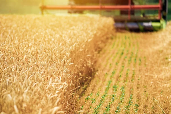 Combineren van harvester machine rijp tarwe oogsten — Stockfoto