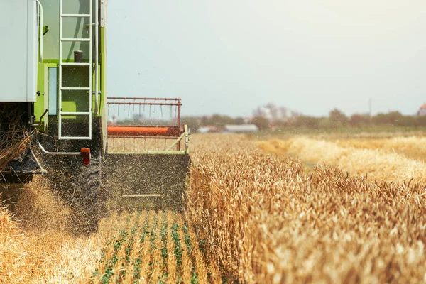 Combineren van harvester machine rijp tarwe oogsten — Stockfoto