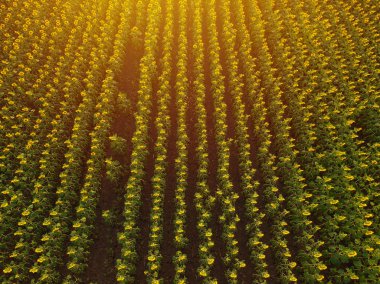 Aerial view of sunflower field in summer sunset clipart