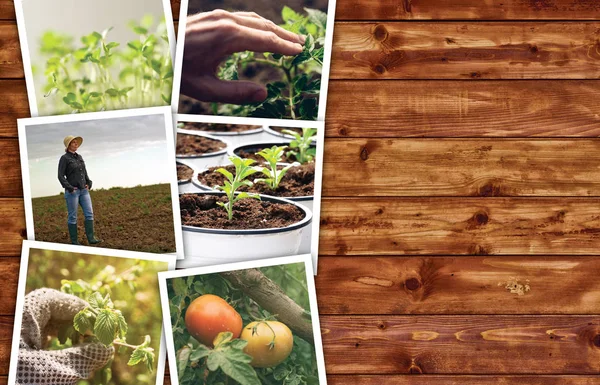 Agriculture photo collage — Stock Photo, Image
