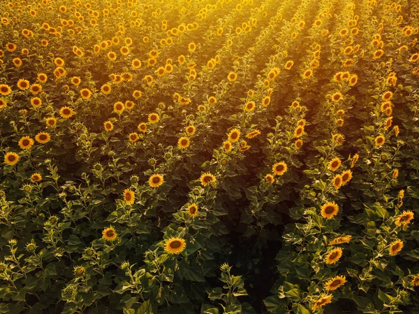 Aerial view of sunflower field in summer sunset — Stock Photo, Image