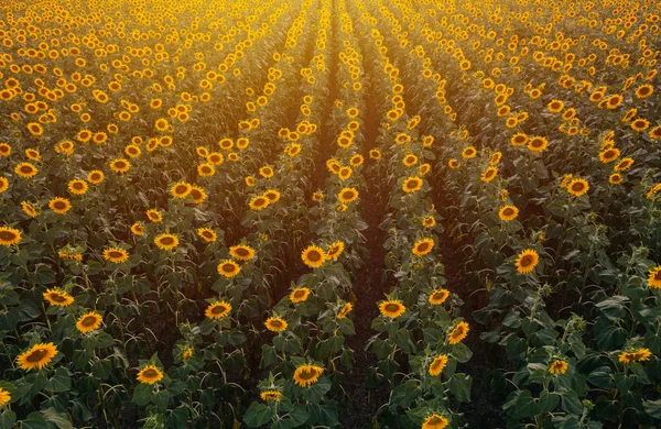 Aerial view of sunflower field in summer sunset — Stock Photo, Image