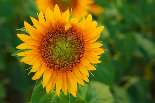 Solsikke blomstrer i marken - Stock-foto