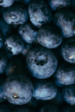 Yaban mersini kazık yakın çekim