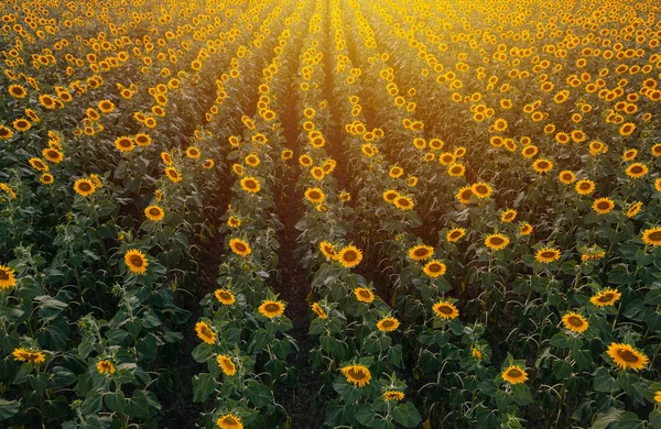 Аерофотозйомка соняшникового поля на літньому заході сонця — стокове фото
