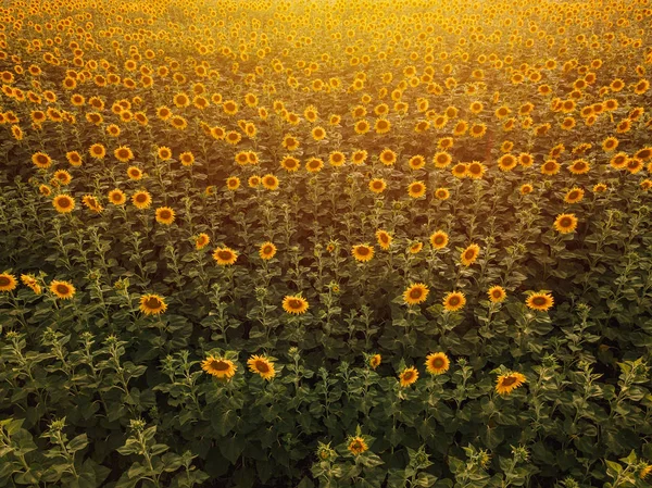 Luftaufnahme von Sonnenblumenfeld im Sommer Sonnenuntergang — Stockfoto