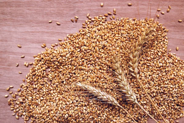 Вуха і зерна пшениці після збору врожаю — стокове фото