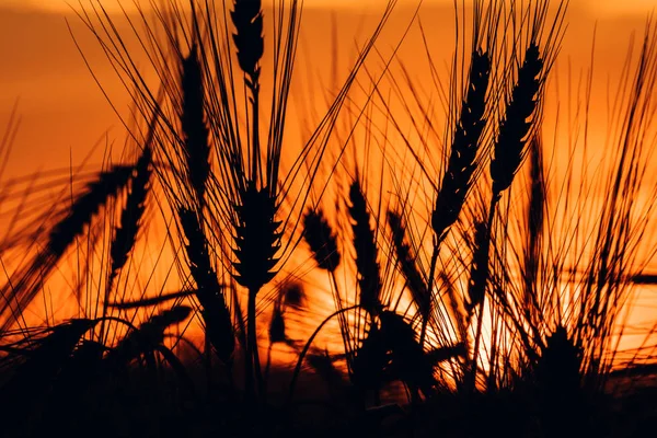 Silhouette von Weizenähren im Sonnenuntergang — Stockfoto