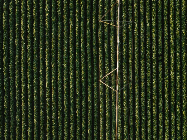 Luftaufnahme von Bewässerungsanlagen, die grüne Sojabohnen bewässern — Stockfoto