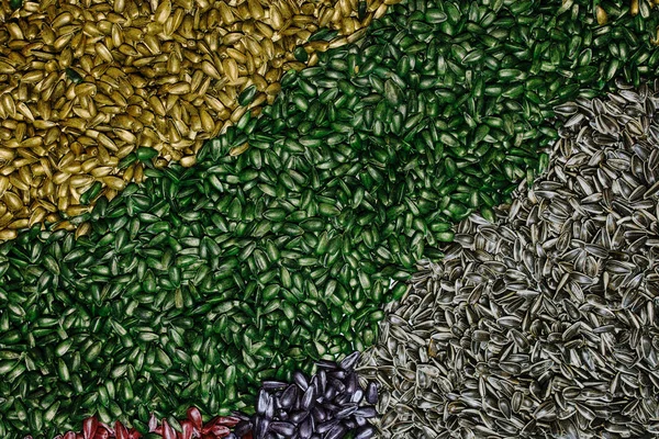 Multi-colored sunflower seed as background — Stock Photo, Image