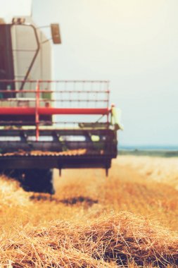 Olgun buğday hasat hasat makinesi birleştirmek