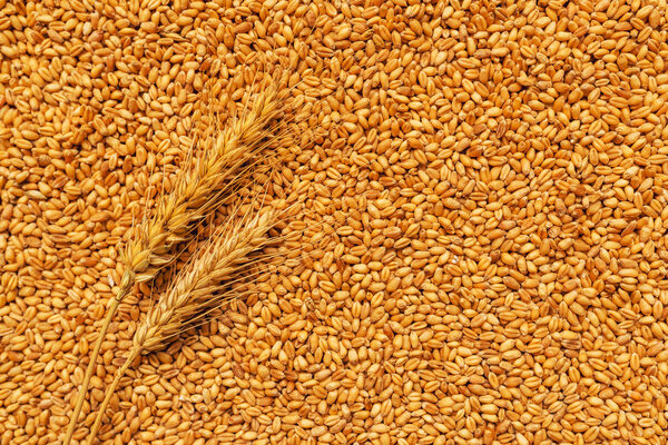 Wheat ears and grains after harvest