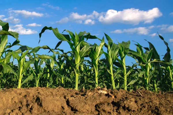 Plantas de maíz que crecen en el campo agrícola cultivado —  Fotos de Stock