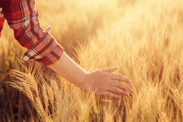 Agricultora tocando espigas de trigo en el campo —  Fotos de Stock