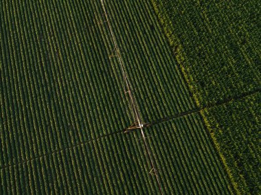 Aerial view of irrigation equipment watering green soybean crops clipart